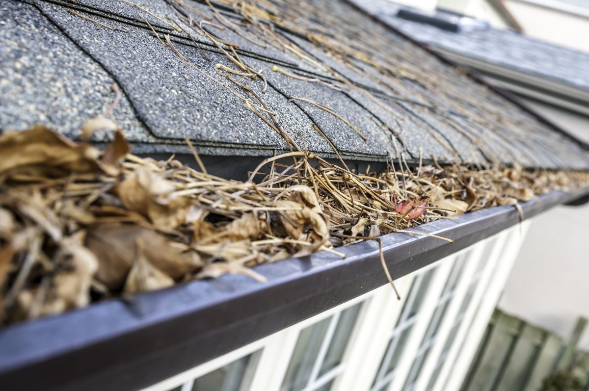 Navigating the Rooftops: Should You Walk on Your Roof to Clean Gutters in Auckland’s Unique Weather?